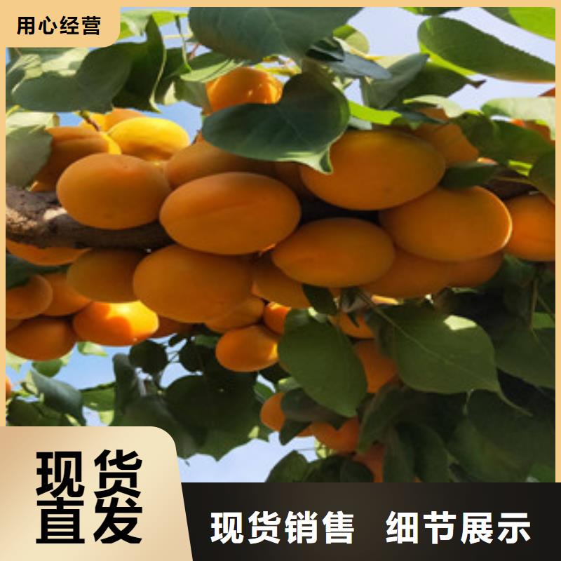 杏树苗生产销售