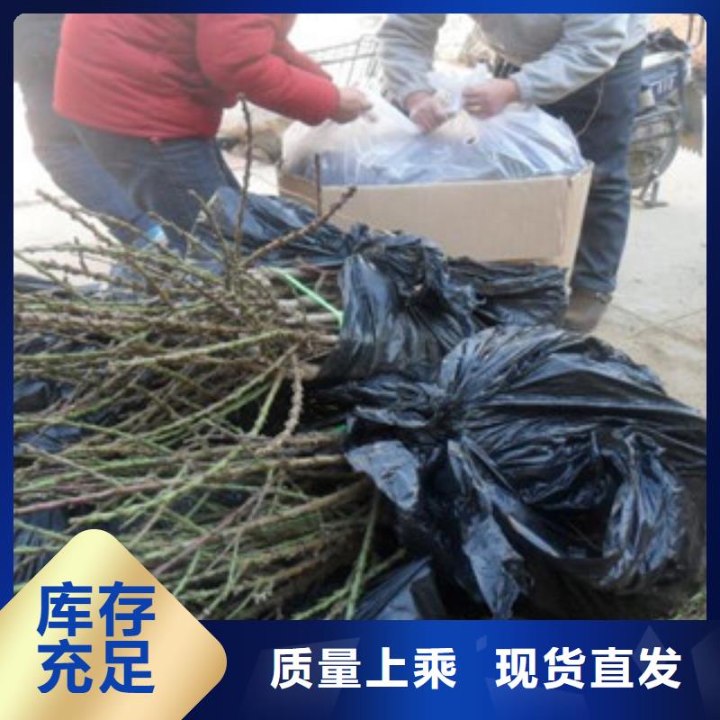石榴苗訂購找大品牌細節(jié)嚴格凸顯品質(zhì)