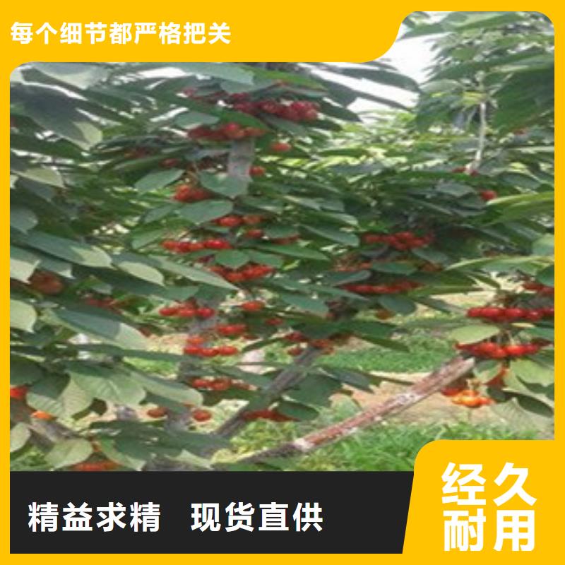 櫻桃苗生產廠家-批發好產品有口碑
