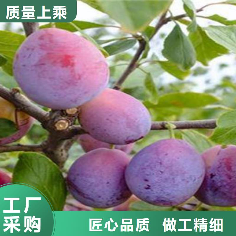 西梅苗質(zhì)量廣受好評快速物流發(fā)貨