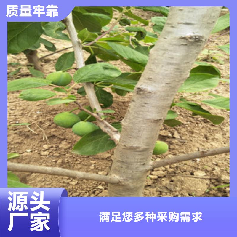 西梅苗口碑好實力派廠家