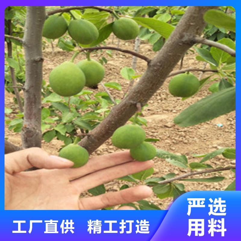 西梅苗貨源直供品質好才是硬道理