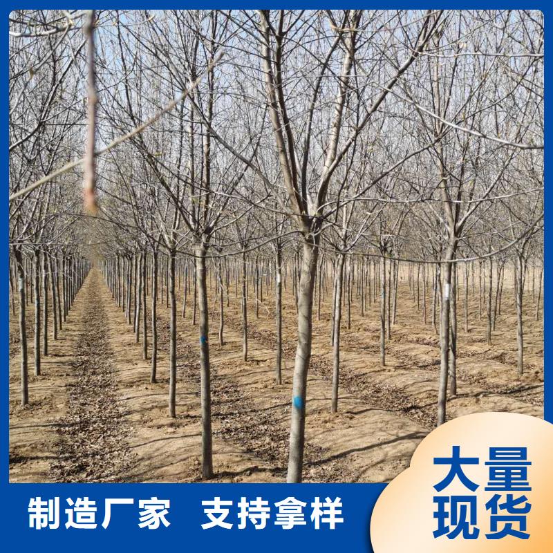 紫叶稠李-紫叶稠李来电咨询一站式服务