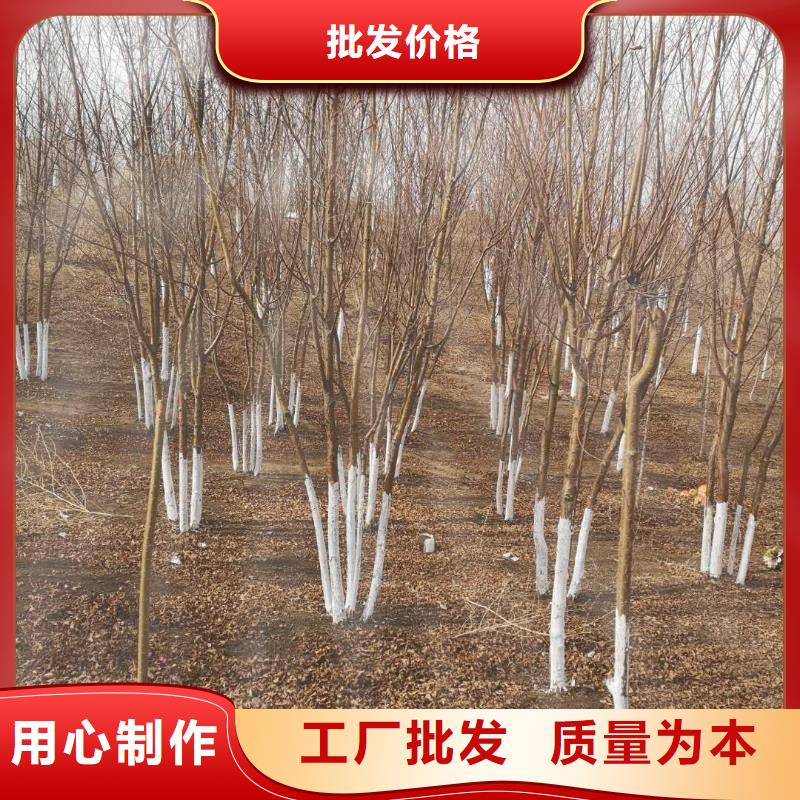免费寄样#紫叶稠李#厂家您想要的我们都有