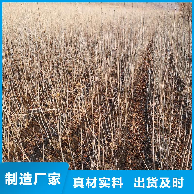 小叶丁香如何挑选当地厂家值得信赖