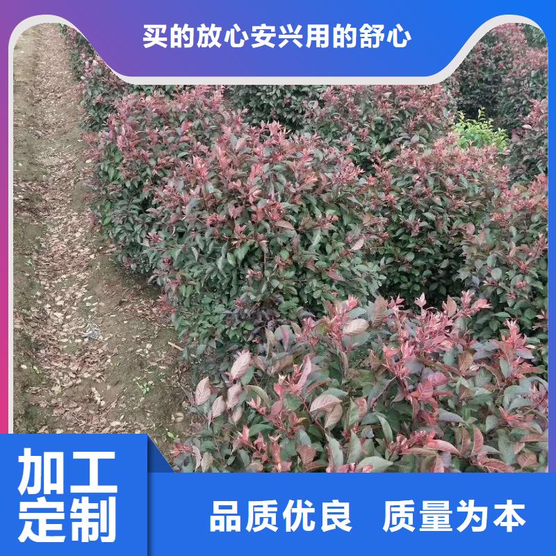 優(yōu)質紅葉榆葉梅源頭廠家一手貨源源頭廠家