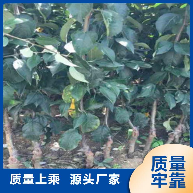優(yōu)質(zhì)的蘋果苗認準泰源苗木基地同城生產(chǎn)商