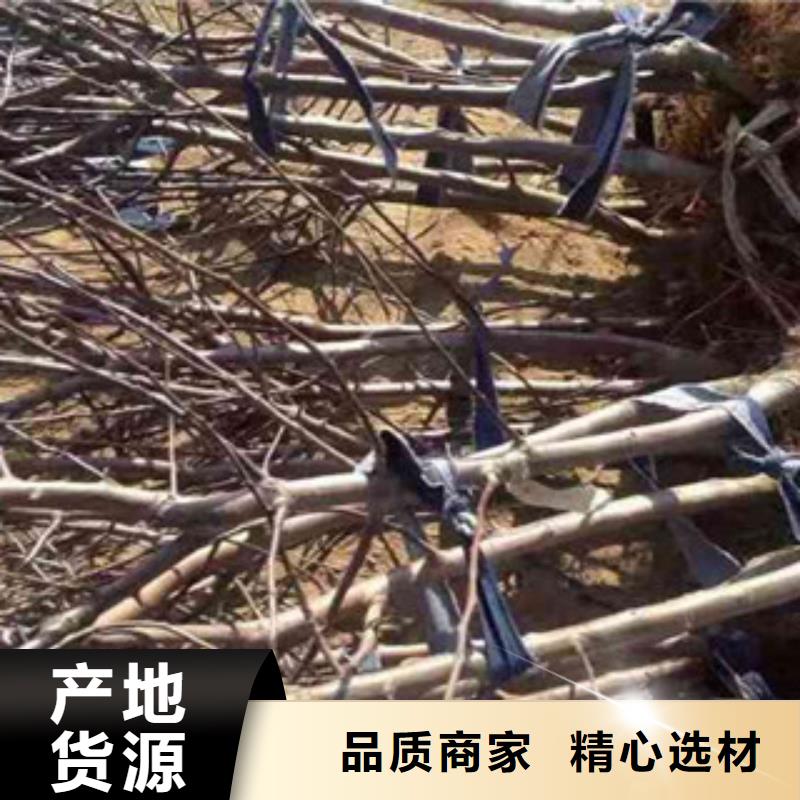 蘋果苗款式齊全一致好評產(chǎn)品