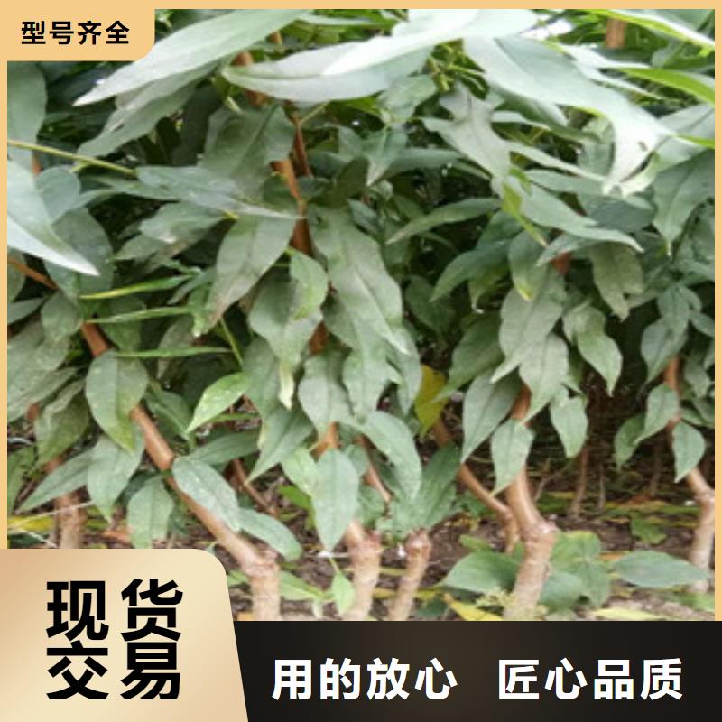 庫存充足的桃樹苗生產(chǎn)廠家免費安裝