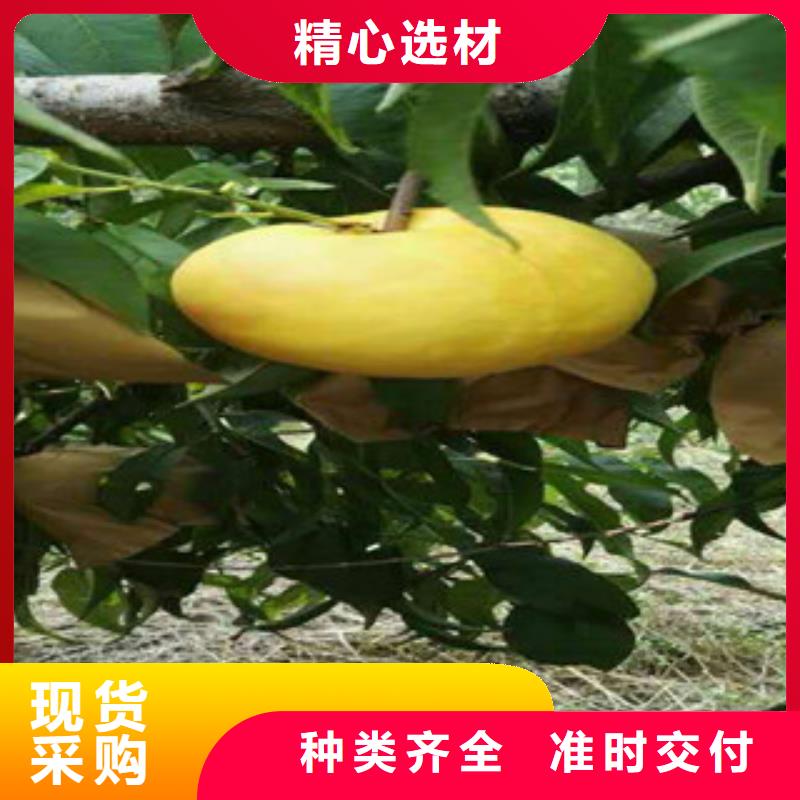 桃樹苗供貨速度快同城生產(chǎn)廠家