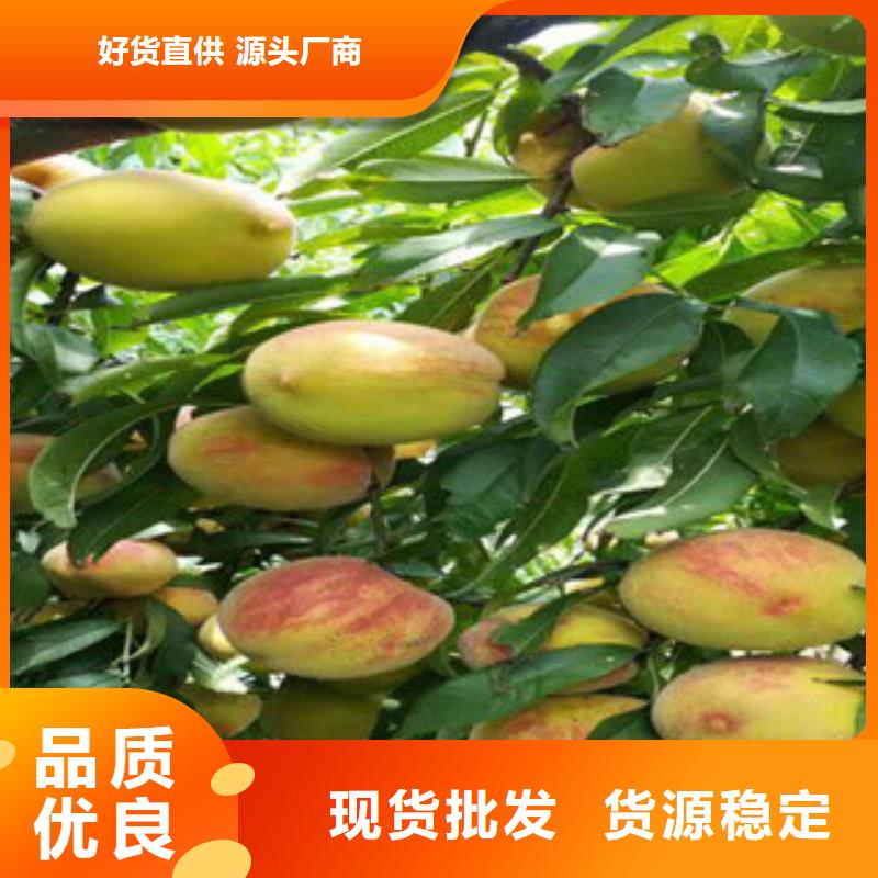 桃樹苗_快來了解產地采購