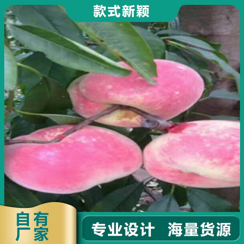 桃樹苗一站式服務(wù)當(dāng)?shù)胤?wù)商