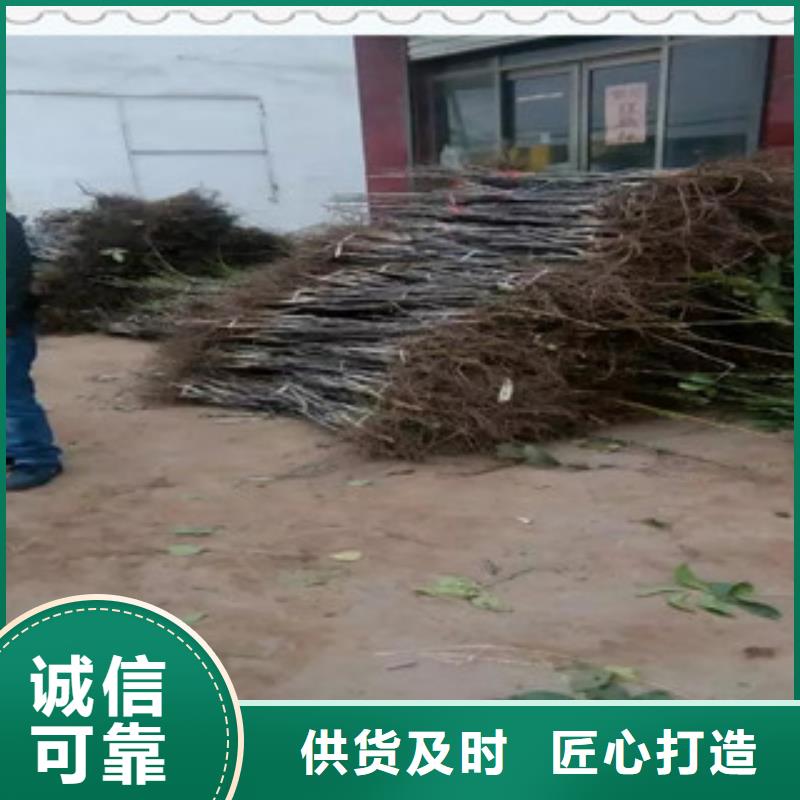 批發核桃苗_精選廠家當地品牌