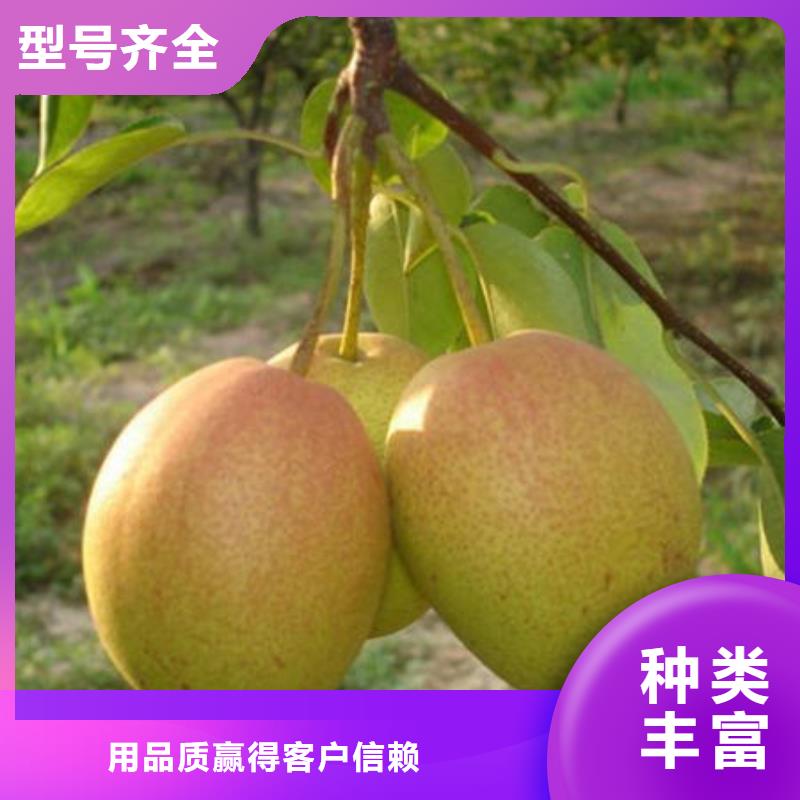 梨樹苗廠家定制產地采購