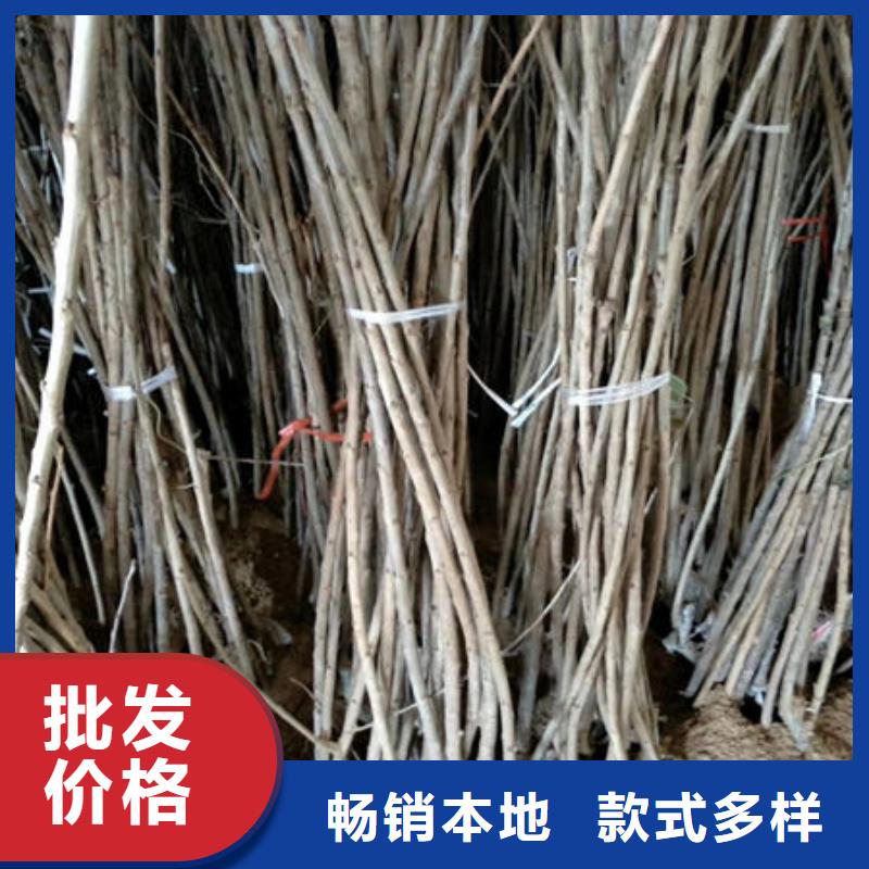 櫻桃苗工藝精致嚴格把控每一處細節(jié)