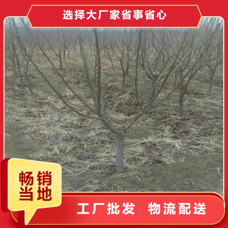 定做櫻桃苗、優質櫻桃苗廠家老品牌廠家