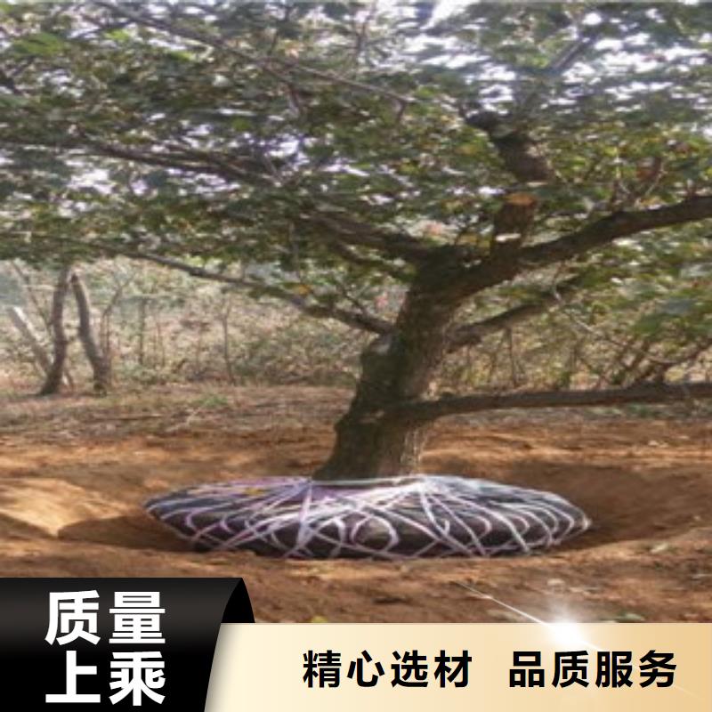 2025型號齊全#山楂樹苗#直接報價本地貨源