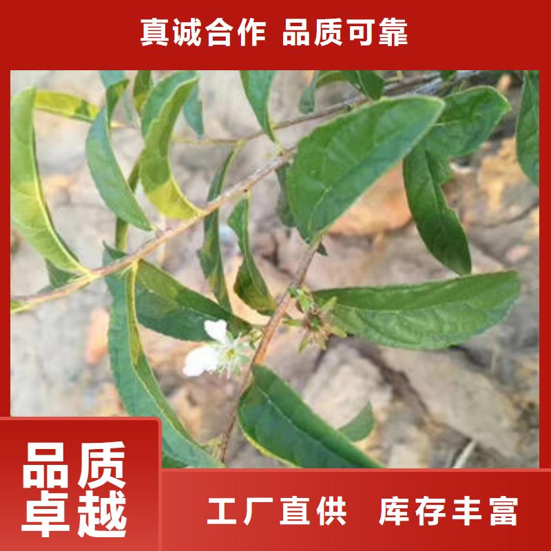 鈣果樹苗廠家直售免費安裝