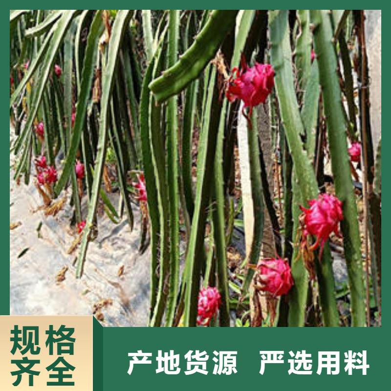 值得信賴的火龍果苗廠家廠家直銷規格多樣