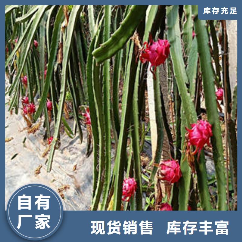 火龍果苗樣式眾多同城品牌