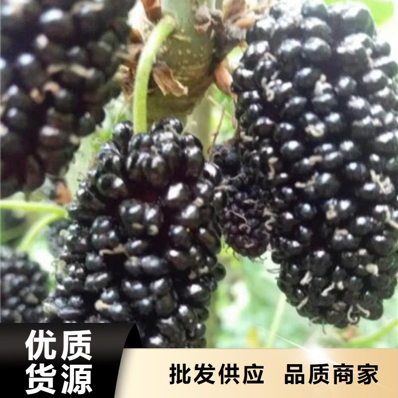 藍莓苗