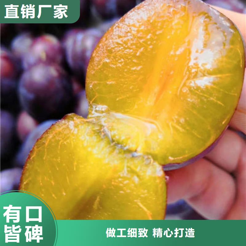 李子樹苗快速下單質量安心