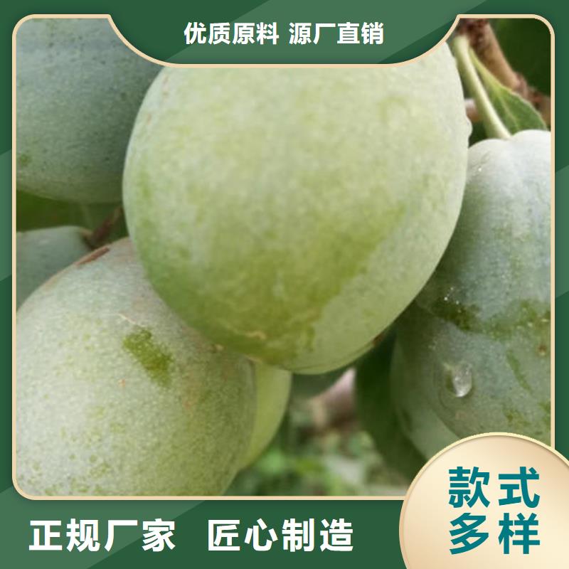 ?李子樹苗銷售廠家產(chǎn)地批發(fā)