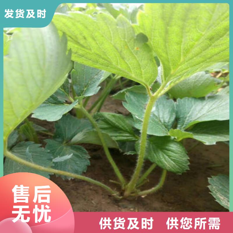 草莓苗-草莓苗值得信賴當(dāng)?shù)厣a(chǎn)廠家