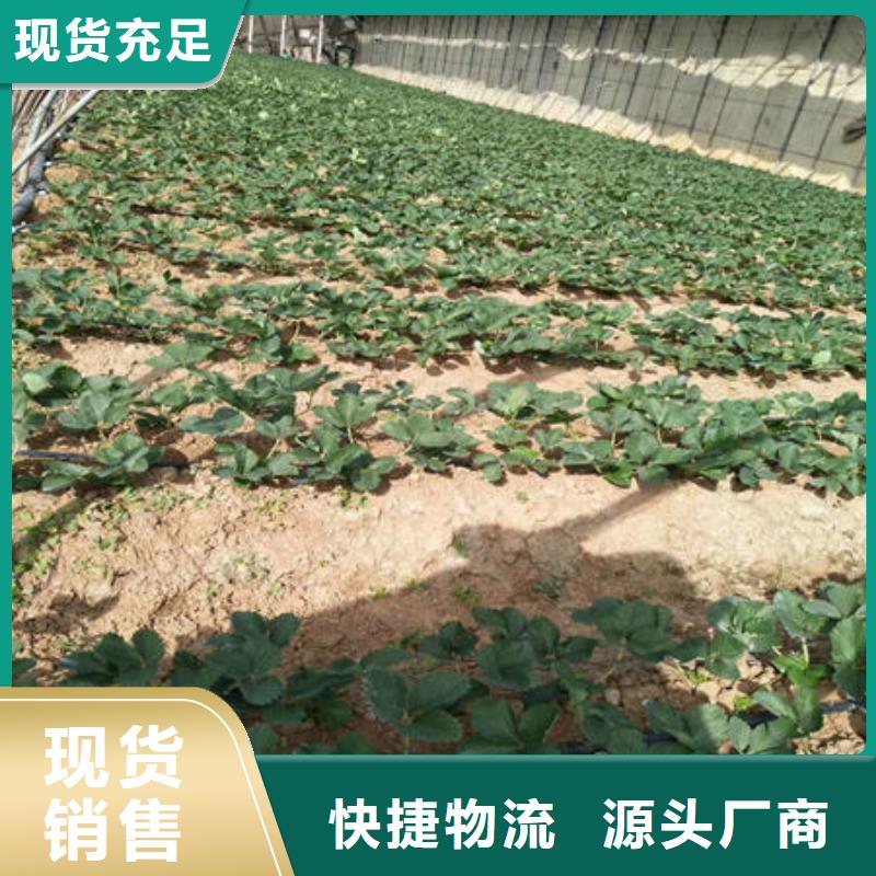 草莓苗-超低價(jià)格現(xiàn)貨充足