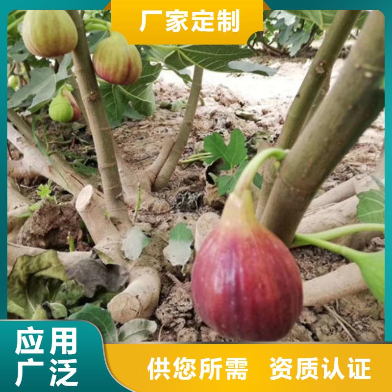 無(wú)花果樹(shù)苗直銷廠家發(fā)貨及時(shí)