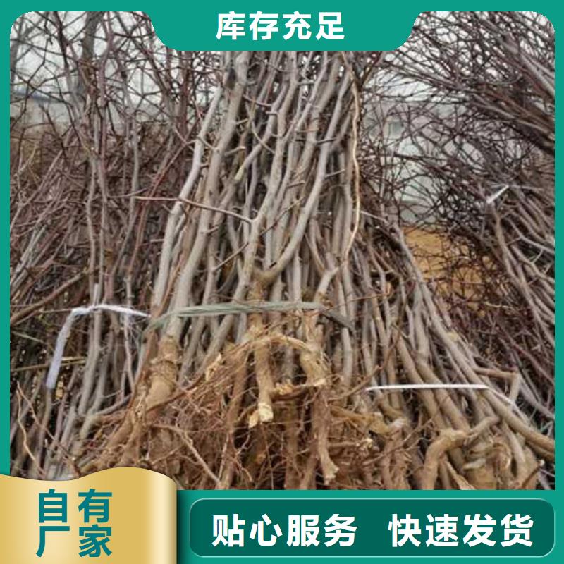 ?棗樹苗供應(yīng)商 棗樹苗廠家當(dāng)?shù)亟?jīng)銷商
