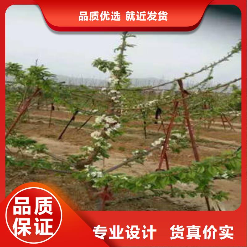 花椒樹苗生產(chǎn)廠家歡迎致電助您降低采購成本
