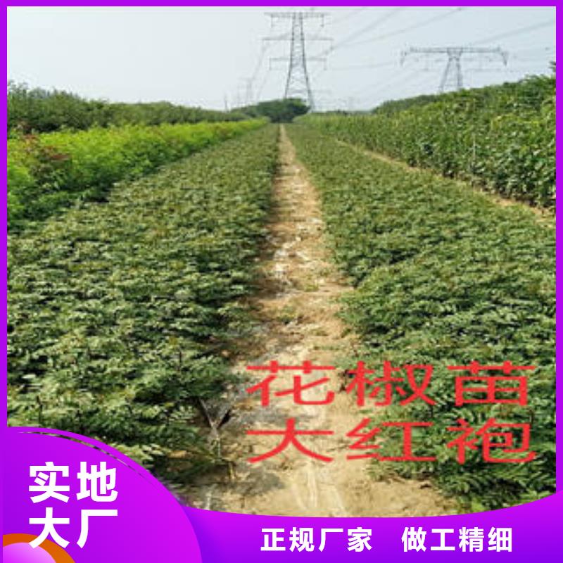 花椒树苗物流送货上门【当地】制造商