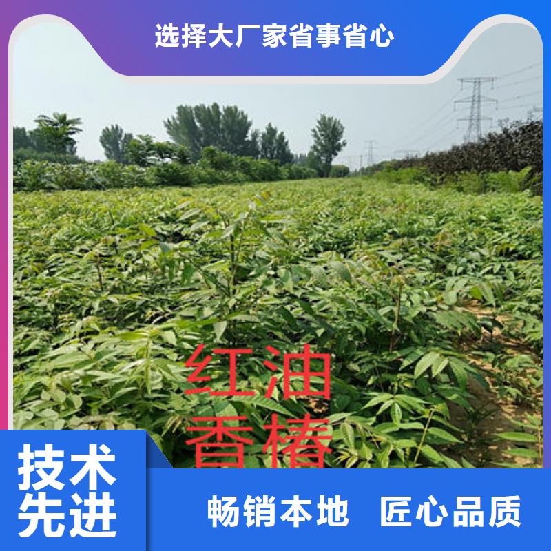 新聞：香椿樹苗生產(chǎn)廠家當?shù)亟?jīng)銷商