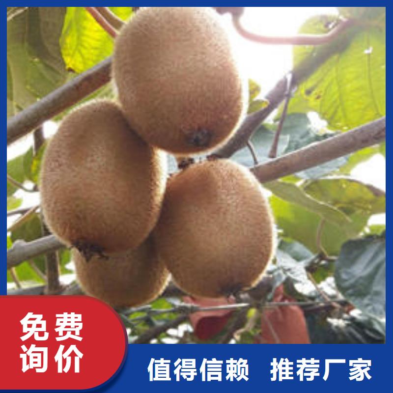 獼猴桃樹苗批發客戶滿意度高