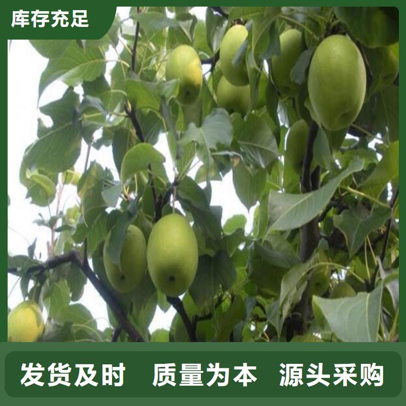 梨樹苗發貨快速當地生產商