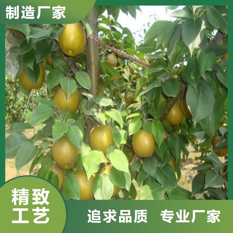 梨樹苗、梨樹苗廠家直銷廠家直營