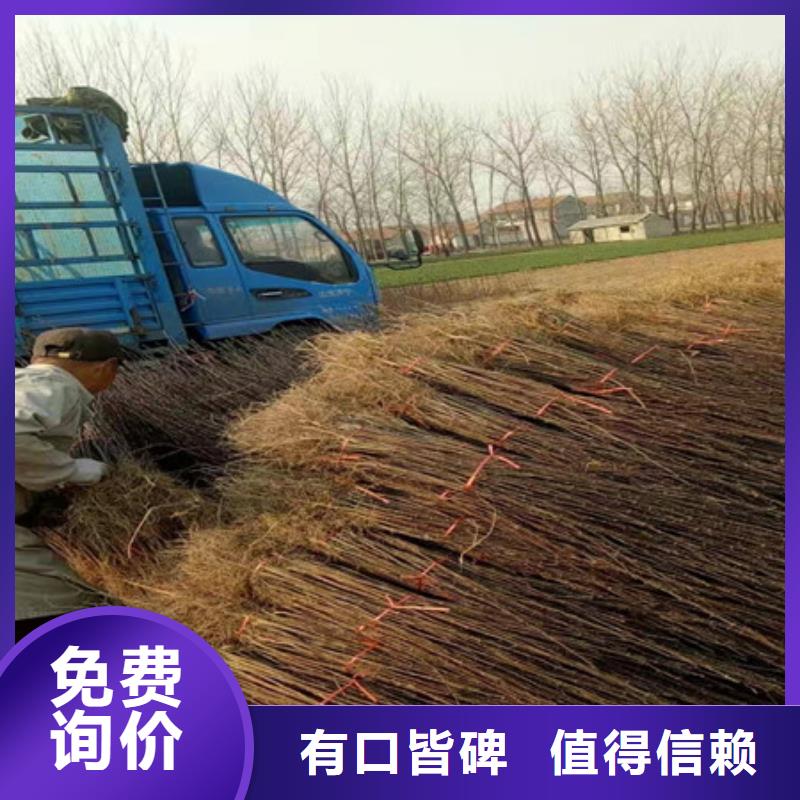 采購花椒苗必看-售后保證的圖文介紹