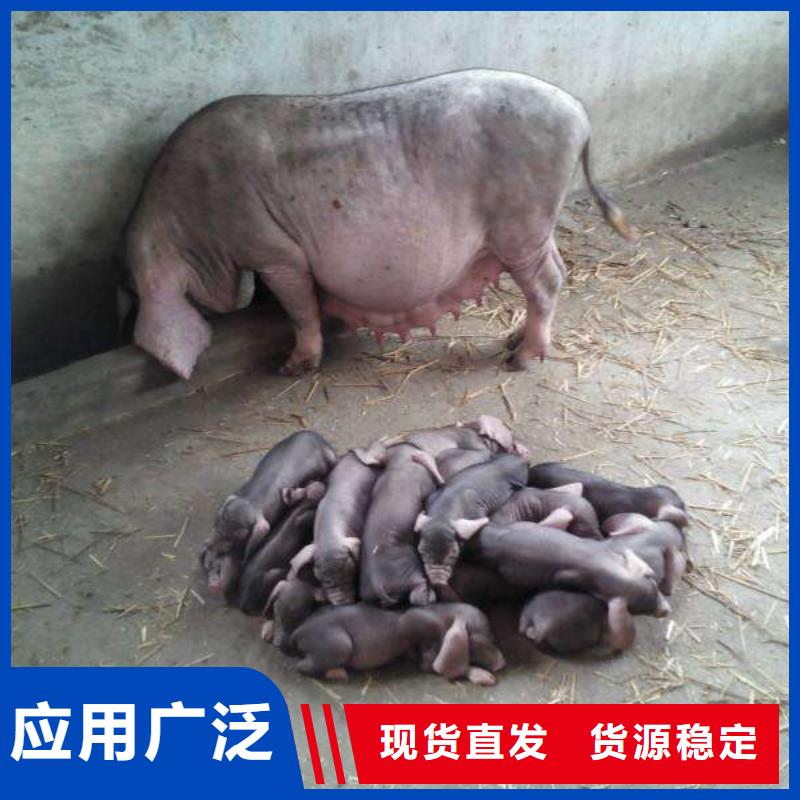 ​卖种猪的供货商厂家案例