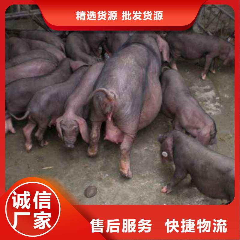 大白母猪批发：附近《鹏鑫》二元母猪价格（新美系）母猪养殖