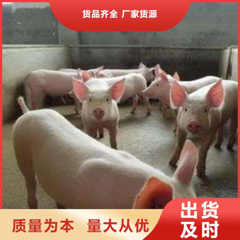 选购【鹏鑫】大约克公猪价格（种猪推广