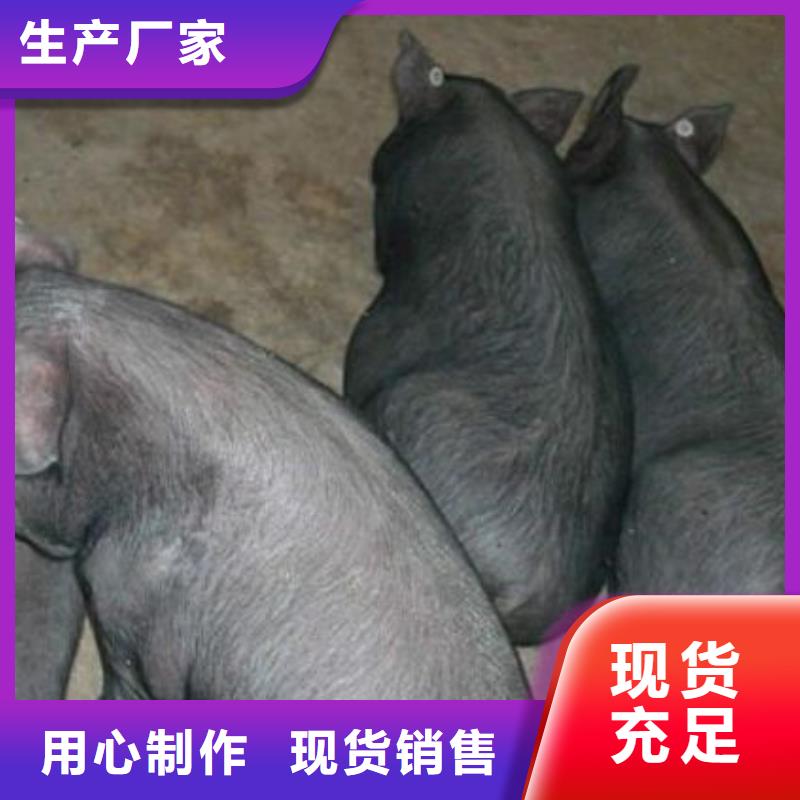 大白母猪批发：附近《鹏鑫》二元母猪价格（新美系）母猪养殖