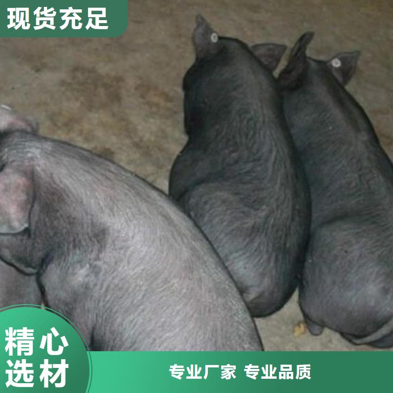 选购【鹏鑫】大约克公猪价格（种猪推广