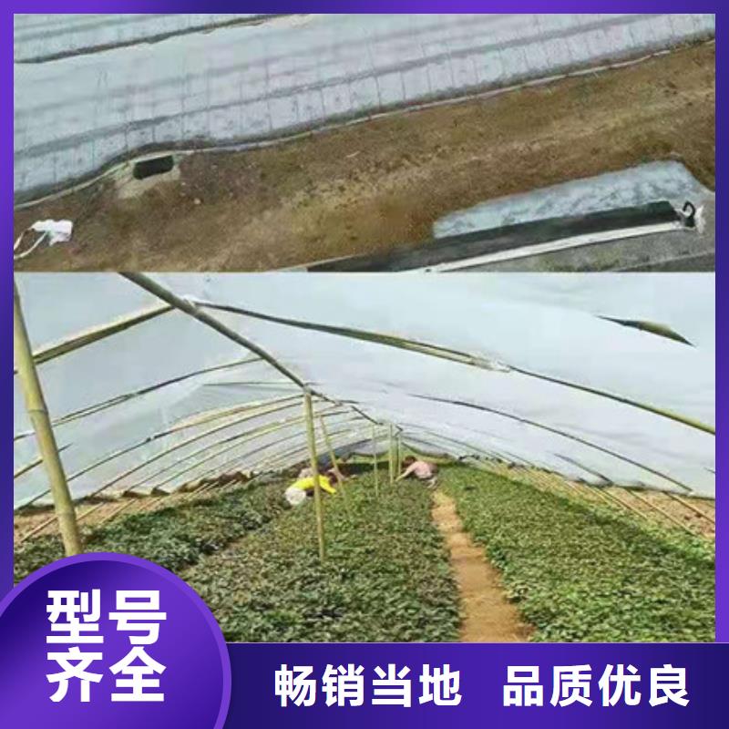 保质保量：紫薯苗1附近生产厂家