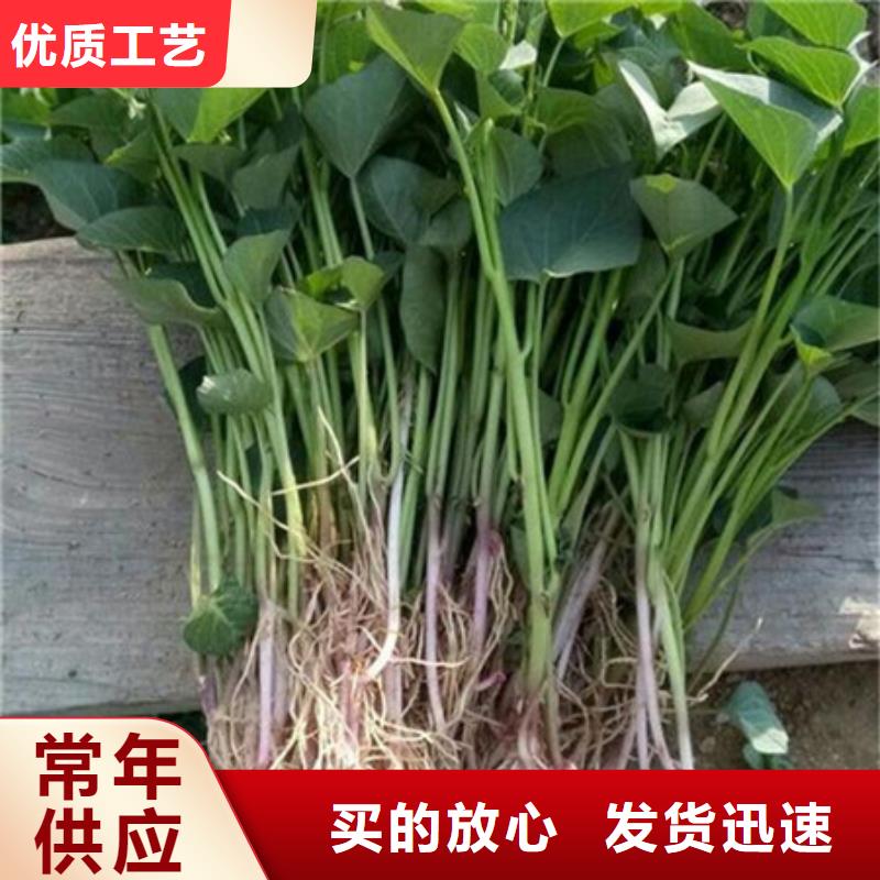 紫薯苗1厂家广受好评规格型号全