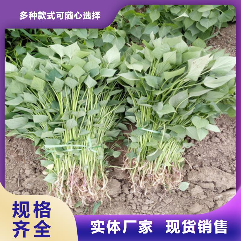 #紫薯苗1#专业生产厂诚信经营