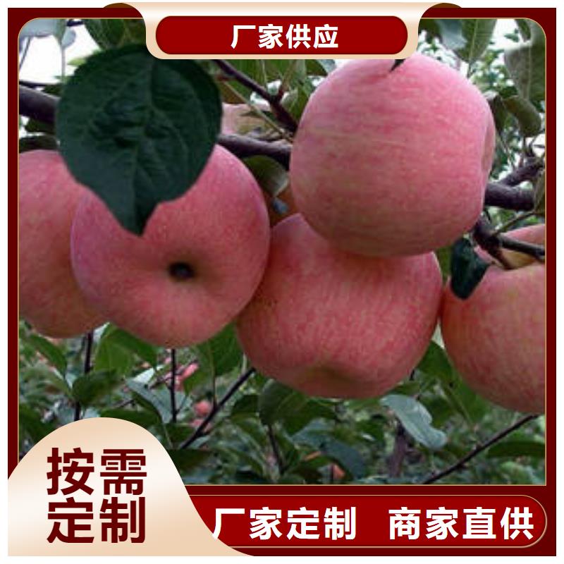 厂家直销货源充足(景才)红富士苹果 苹果种植基地今年新款