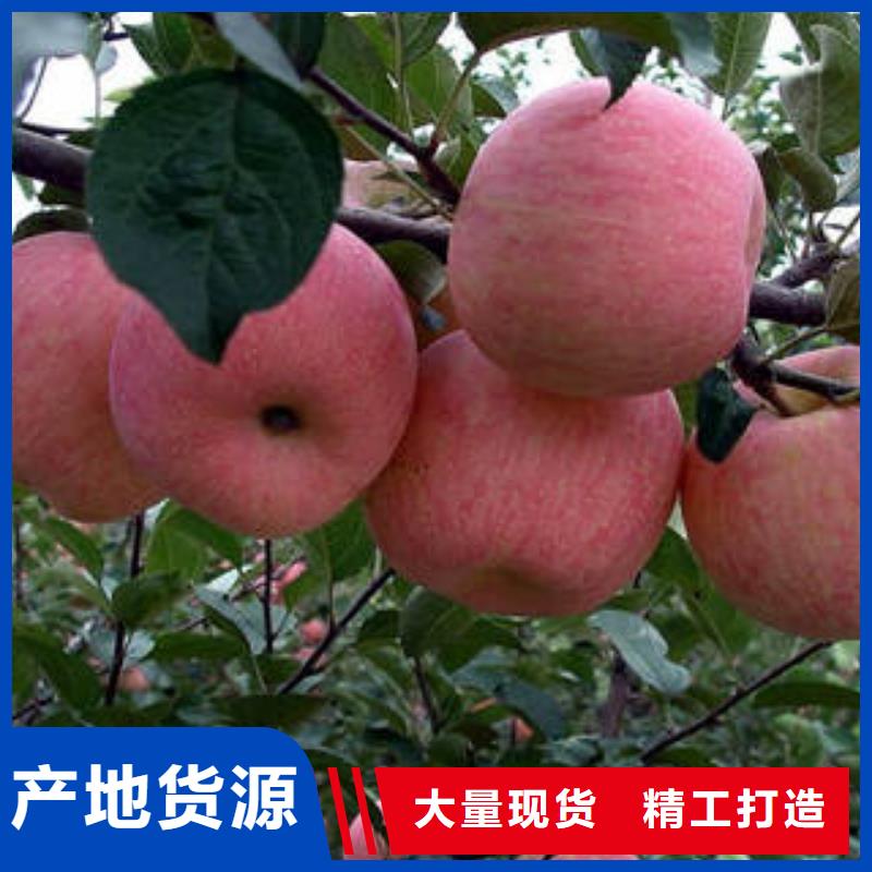 红富士苹果苹果种植基地品质服务