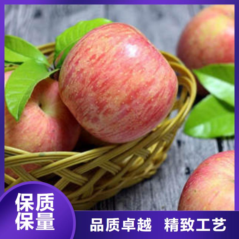 支持批发零售《景才》红富士苹果 【苹果种植基地】生产型