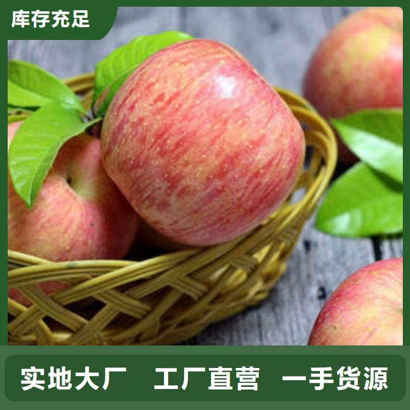 厂家货源稳定[景才] 红富士苹果出厂价